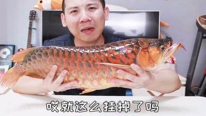 紅龍魚受驚嚇表現(xiàn)：紅龍魚受到驚嚇的具體表現(xiàn) 紅龍魚百科 第2張