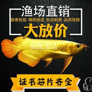 紅龍魚幼苗長到40公分要多少年：紅龍魚幼苗長到40公分需要多久？ 紅龍魚百科