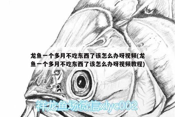 龍魚不吃東西了會死嗎視頻：龍魚不吃東西會對健康有影響嗎 龍魚百科 第2張