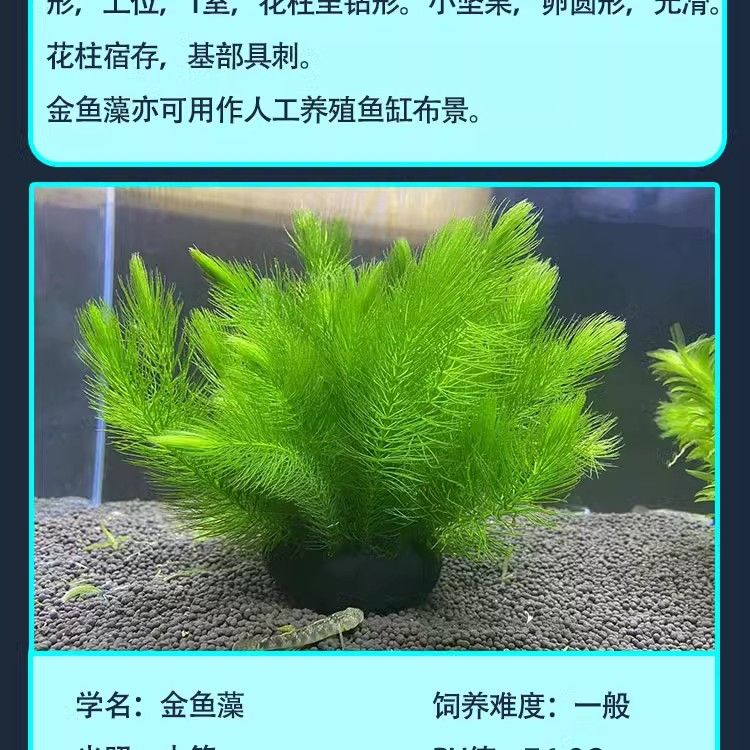 金龍魚魚百度百科：如何正確地為金龍魚挑選食物？ 水族問答 第1張