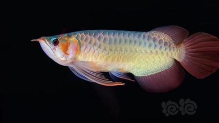 龍魚(yú)中的大湖魚(yú)是什么意思：印尼紅龍與大湖魚(yú)文化背景探究大湖魚(yú)市場(chǎng)價(jià)格趨勢(shì) 龍魚(yú)百科 第1張