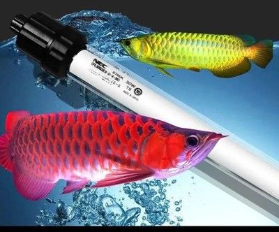 紅龍魚誘色燈：紅龍魚使用誘色燈的技巧 龍魚百科 第3張