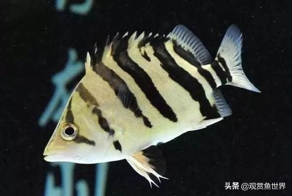 龍魚神獸：龍魚神獸與龍魚混養(yǎng)的四種觀賞魚類，泰國(guó)虎飼養(yǎng)技巧 龍魚百科 第3張