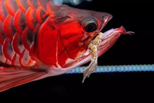 紅龍魚水溫30度咋樣喂食：紅龍魚在30度水溫下喂食的詳細信息 紅龍魚百科 第3張