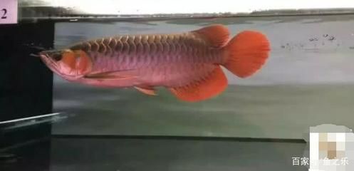 龍魚紅龍最好的品種是什么魚：辣椒紅龍魚市場價格趨勢橙紅龍魚養(yǎng)殖環(huán)境要求 紅龍魚百科 第1張