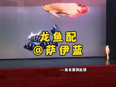 龍魚急救成功案例：龍魚急救失敗原因分析, 龍魚百科 第3張