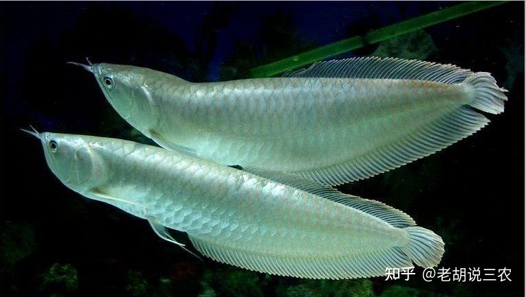 龍魚(yú)喂什么魚(yú)最好吃圖片：龍魚(yú)喂什么魚(yú)最好吃 龍魚(yú)百科 第4張