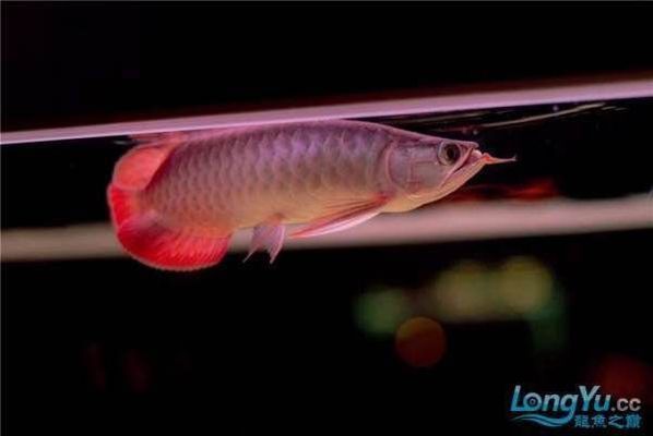 龍魚(yú)會(huì)不會(huì)跳缸：夏季如何防止龍魚(yú)跳缸 龍魚(yú)百科 第2張