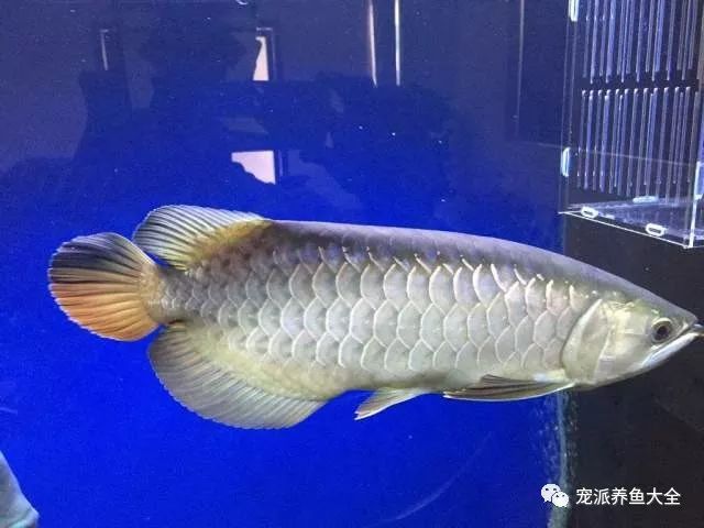 龍魚疾病圖解圖片大全及治療視頻：龍魚疾病及其圖片和治療視頻 龍魚百科 第3張