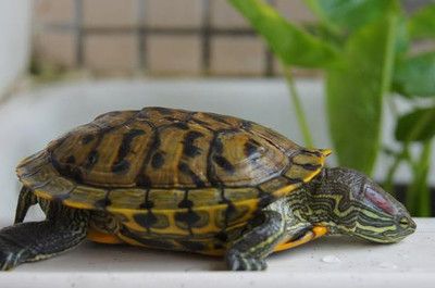 雪龍魚(yú)飼料添加劑選擇：如何選擇雪龍魚(yú)飼料添加劑 龍魚(yú)百科 第2張