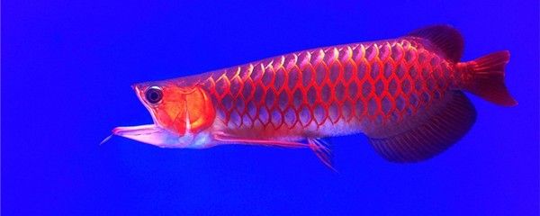 金龍魚魚缸怎么換水：金龍魚魚缸換水的方法 水族問答 第2張