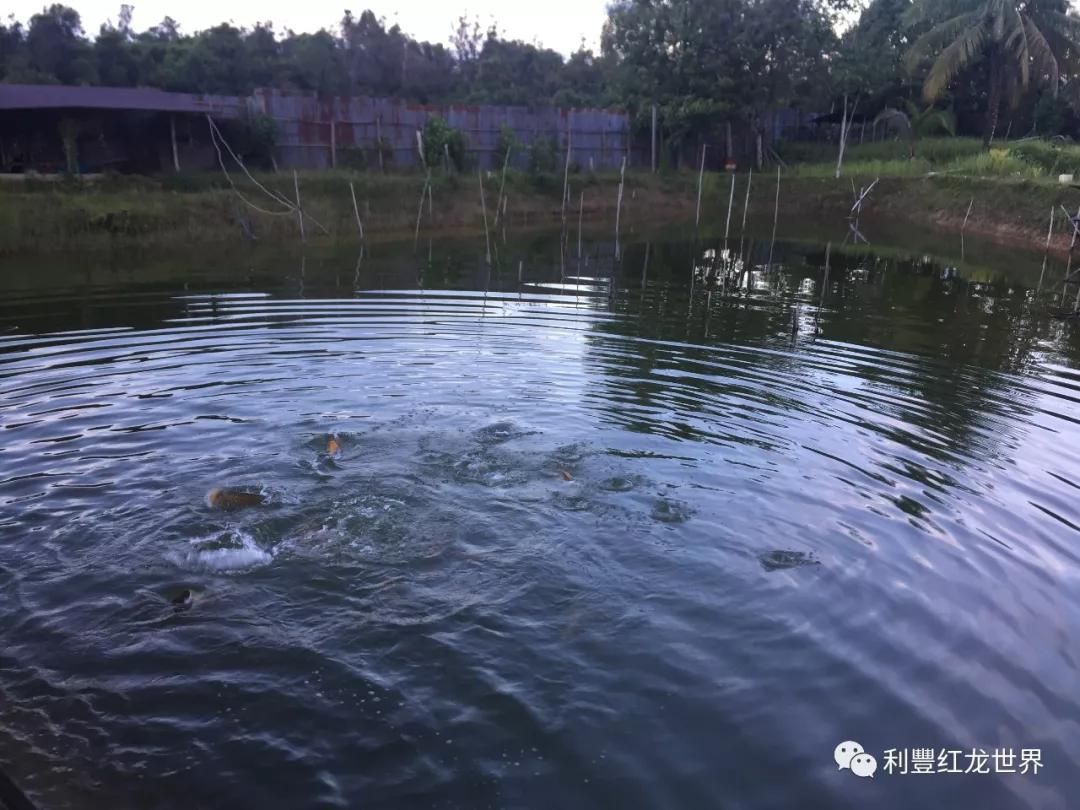 印尼大湖紅龍魚幼魚怎么養(yǎng)的：印尼大湖紅龍魚幼魚的飼養(yǎng)需要注意什么 紅龍魚百科 第4張