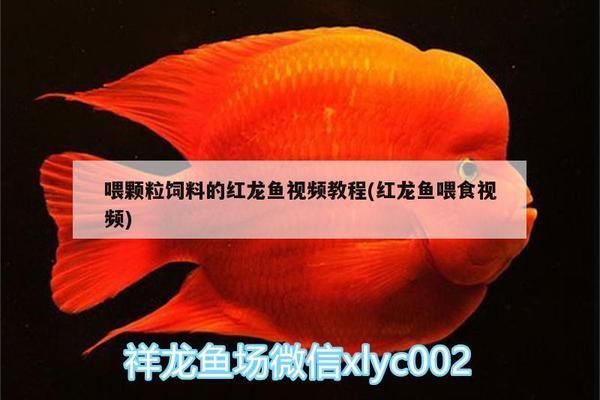 紅龍魚(yú)飼料能喂羅漢魚(yú)嗎：紅龍魚(yú)飼料是否能喂羅漢魚(yú)， 紅龍魚(yú)百科 第3張