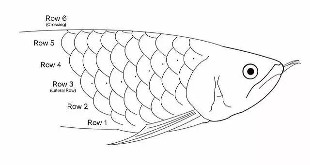 龍魚(yú)鱗片潰爛：龍魚(yú)鱗片潰爛怎么辦 龍魚(yú)百科 第2張