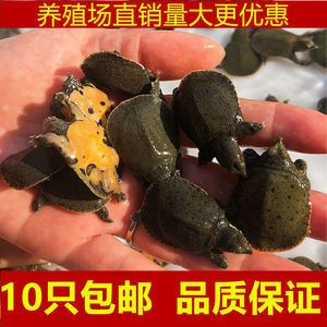 龍魚飼料改口訓食方法圖解：龍魚飼料改口訓食方法圖解龍魚飼料喂食時間安排 龍魚百科 第4張