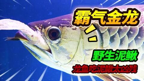 龍魚可以吃么：龍魚可以吃嗎？ 龍魚百科 第5張