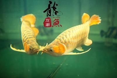 龍魚可以吃么：龍魚可以吃嗎？ 龍魚百科 第4張