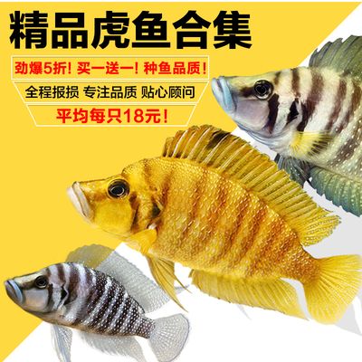 龍魚飼料魚用什么魚好養(yǎng)活 龍魚百科 第4張