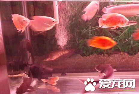 鸚鵡魚混養(yǎng)注意事項：鸚鵡魚混養(yǎng)的注意事項