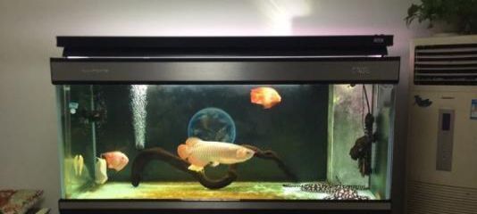 紅龍魚放沉木好嗎：紅龍魚在水族箱中放沉木可以提供額外的裝飾效果并有助于改善水質 紅龍魚百科 第4張