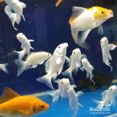 金龍魚魚苗價格查詢：如何查詢金龍魚魚苗價格？ 水族問答