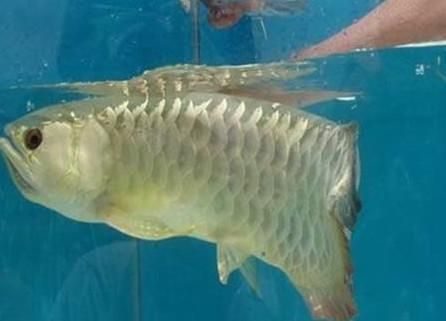 龍魚(yú)老是張嘴：龍魚(yú)頻繁張嘴可能是由于缺氧、水質(zhì)污染、疾病等多種原因引起的 龍魚(yú)百科 第4張