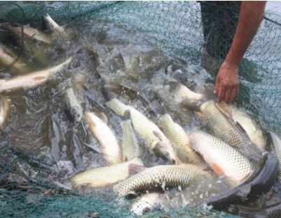 紅龍魚(yú)水霉病怎么治療好的快：如何治療紅龍魚(yú)水霉病 紅龍魚(yú)百科 第2張