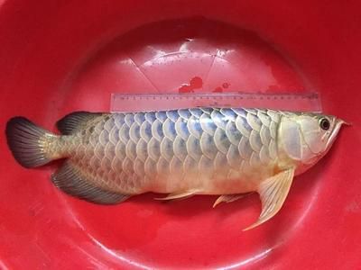 龍魚要死了：龍魚死亡前可能出現(xiàn)的征兆 龍魚百科 第5張