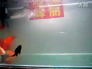 星點(diǎn)龍魚飼料選擇指南：星點(diǎn)龍魚飼料品牌推薦 龍魚百科 第1張