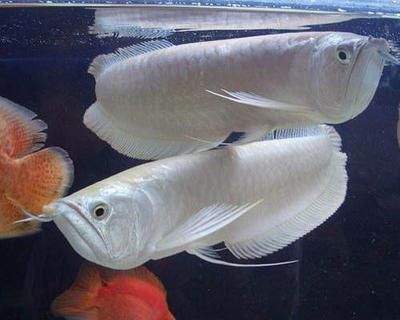 銀龍魚(yú)苗光照周期設(shè)置指南：關(guān)于銀龍魚(yú)苗光照周期設(shè)置的詳細(xì)指南 龍魚(yú)百科 第2張