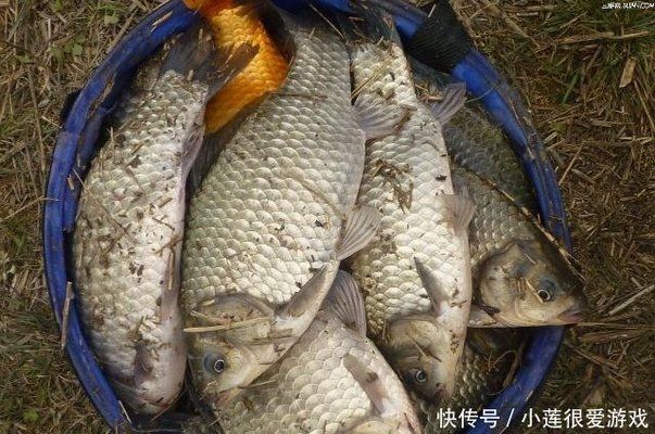 金龍魚魚苗批發(fā)市場在哪里：在金龍魚魚苗批發(fā)市場購買后，如何運輸和管理這些魚苗？ 水族問答 第1張