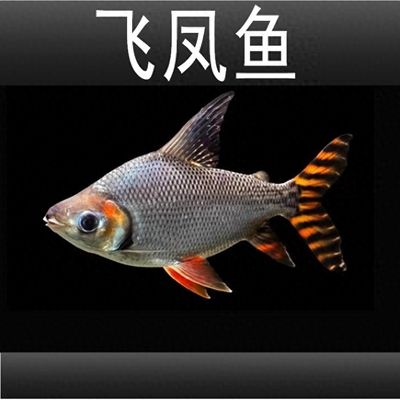 紅龍魚品相怎么看好壞啊圖解：如何從多個(gè)方面觀察紅龍魚的品相 紅龍魚百科