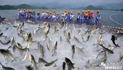 金龍魚魚食紅元寶鸚鵡魚能不能吃：金龍魚魚食紅元寶鸚鵡魚可以吃嗎？ 水族問答 第2張