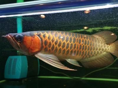 龍魚(yú)可以喂錦鯉飼料嗎？：龍魚(yú)可以吃錦鯉飼料嗎 龍魚(yú)百科 第3張