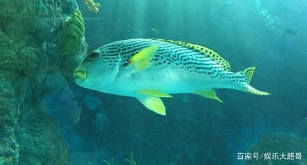 鴨嘴魚真菌感染預(yù)防策略：如何預(yù)防鴨嘴魚真菌感染 龍魚百科