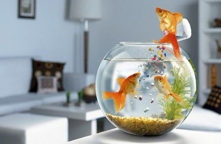 金龍魚魚線孔大怎么回事：如何解決金龍魚魚線孔大的問題？ 水族問答 第2張