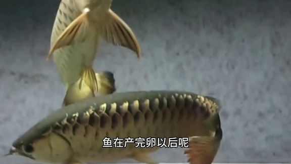 金龍魚魚子能吃嗎：吃金龍魚魚子對(duì)健康有好處或壞處或壞處或壞處 水族問(wèn)答 第1張