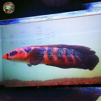 天刀紅龍魚(yú)有什么用途嗎：《天涯明月刀》天刀紅龍魚(yú)在游戲中的具體用途 紅龍魚(yú)百科 第2張