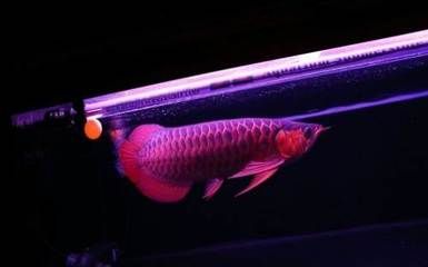 紅龍魚用什么燈比較好：紅龍魚照明如何模擬日夜更替 紅龍魚百科 第3張