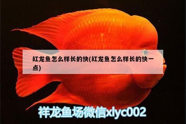 紅龍魚怎么樣長的快些：提升紅龍魚生長速度的秘訣 紅龍魚百科 第2張