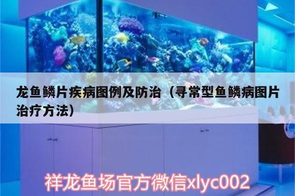 龍魚鱗片疾病祥龍漁場：祥龍漁場龍魚品種介紹，龍魚疾病早期識別方法