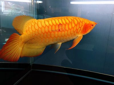 龍魚(yú)蒙眼病怎么治好的快：龍魚(yú)蒙眼病治療方法總結(jié)， 龍魚(yú)百科 第2張