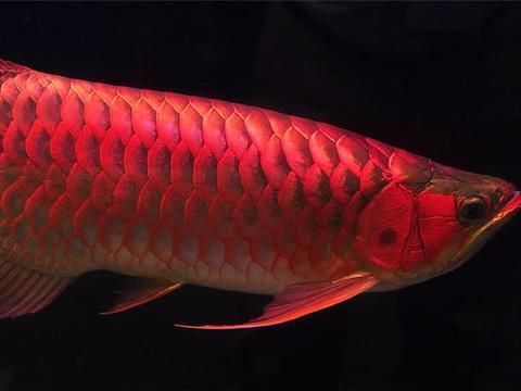 金龍魚(yú)玉雕擺什么位置：金龍魚(yú)玉雕擺在哪里最合適？ 水族問(wèn)答 第2張