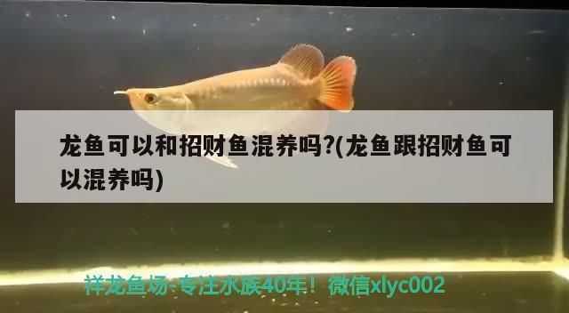 龍魚可以和招財魚一起養(yǎng)嗎：龍魚和招財魚可以一起養(yǎng)但需要考慮多種因素