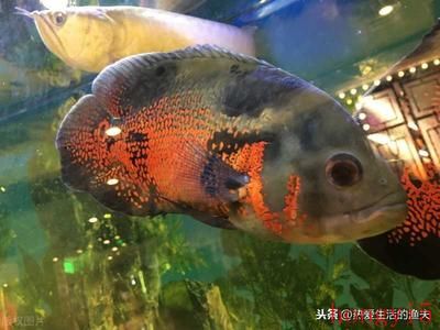 金龍魚御品珍珠米5kg價(jià)格多少：金龍魚御品珍珠米5kg多少錢一斤 水族問(wèn)答 第2張