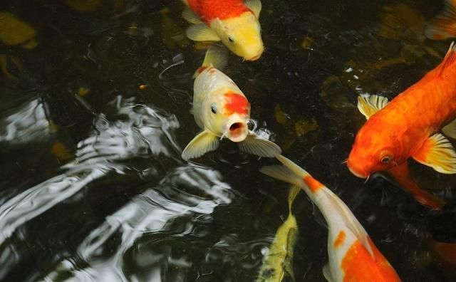 小紅龍日常健康管理方案：小紅龍魚(yú)健康管理 紅龍魚(yú)百科 第2張