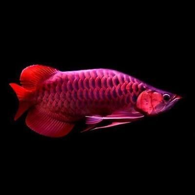 印尼血紅龍魚(yú)為什么這么貴：印尼血紅龍魚(yú)價(jià)格之謎