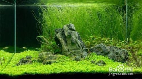 龍魚缸怎么造景最好：水草選擇指南，龍魚缸造景 龍魚百科 第4張