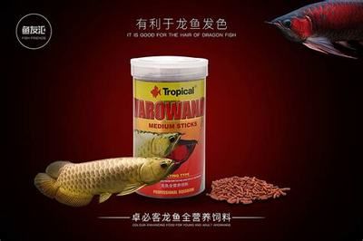 龍魚吃什么長最快：如何通過飲食促進龍魚快速生長 龍魚百科 第4張