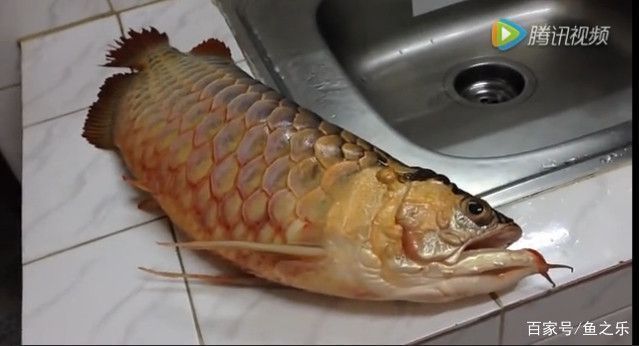 龍魚立鱗會自愈嗎：如何正確給龍魚藥浴，龍魚立鱗病的自然療法 龍魚百科 第3張